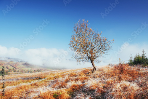 birch forest in sunny afternoon while autumn season. October mou