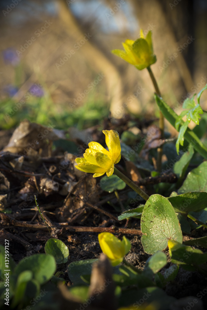 first spring flowers in the forest, Ukraine first spring flowers in the forest, Ukraine