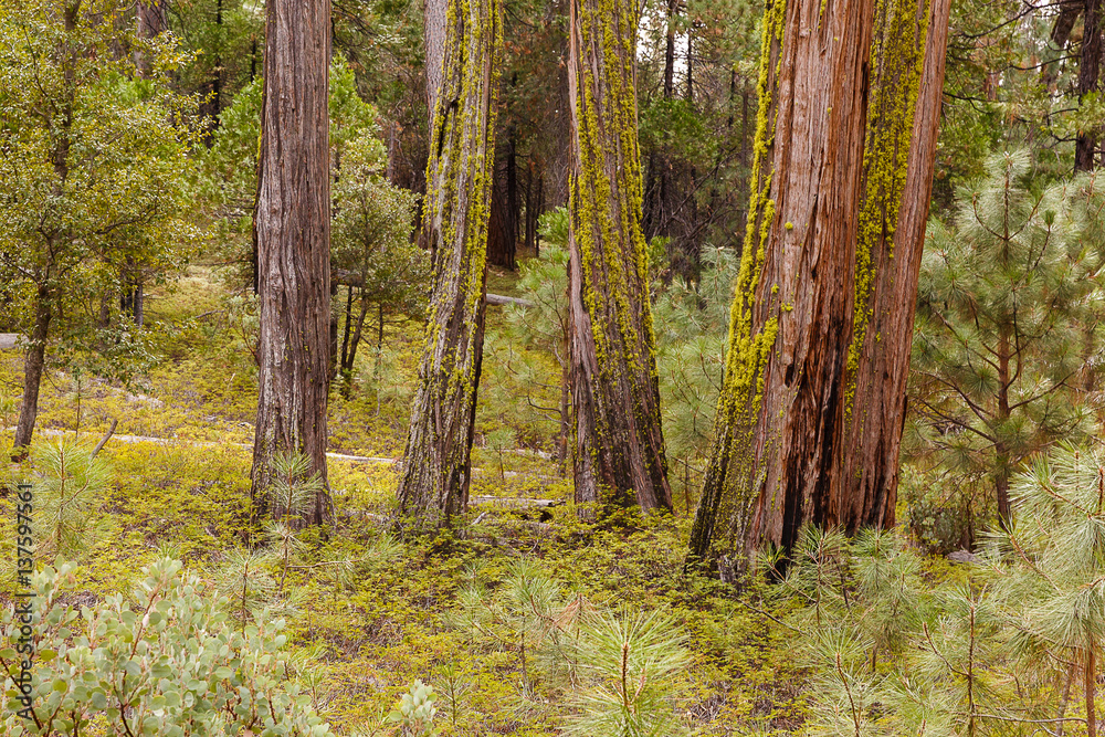 Obraz premium Redwood Trees in California with Moss
