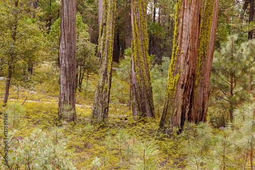 Redwood Trees in California with Moss