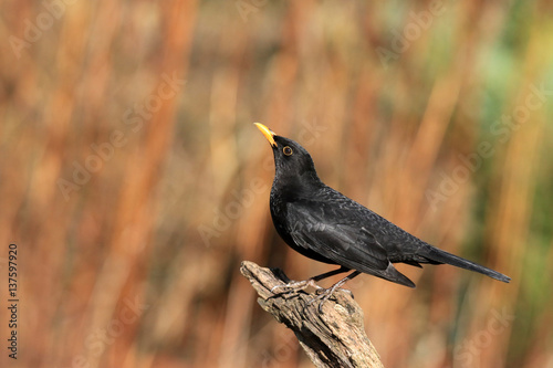 Amsel-Männchen photo