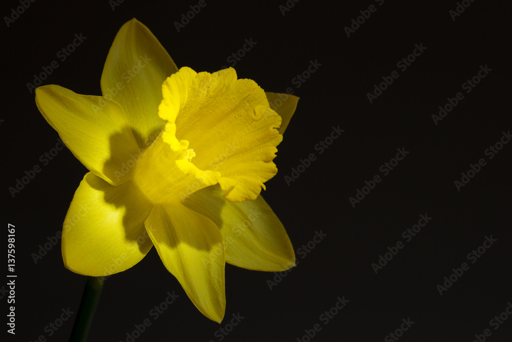 Close up image of yellow daffodil with directional lighting Close up image of yellow daffodil with directional lighting