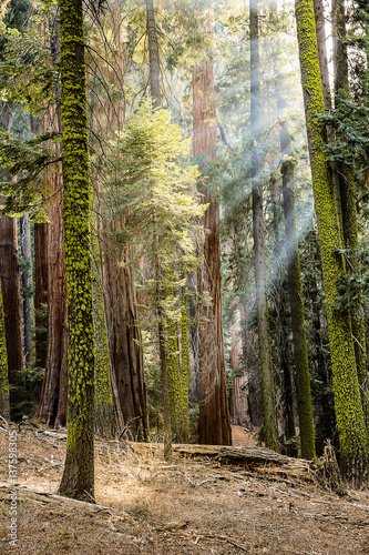Giant Redwood Trees with Sunlight and rays