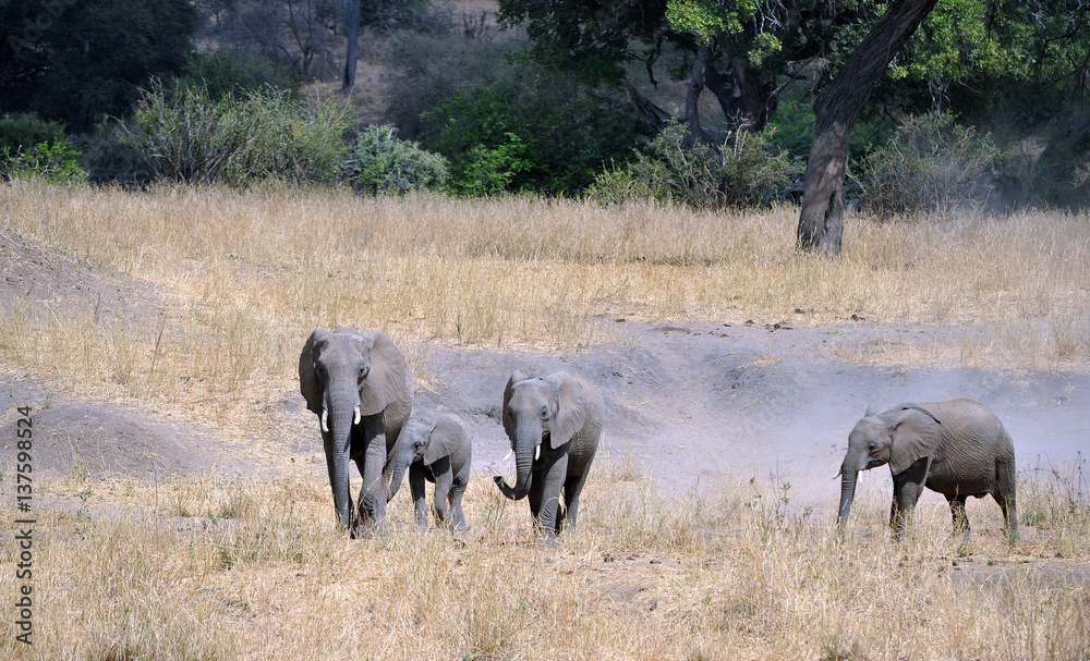 Fototapeta premium Elephant family walking with baby 