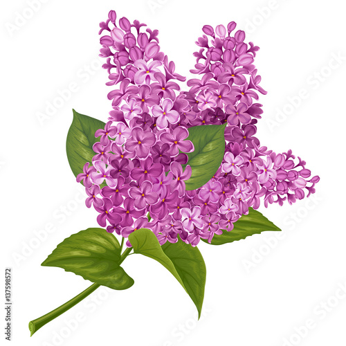 Branch of lilac