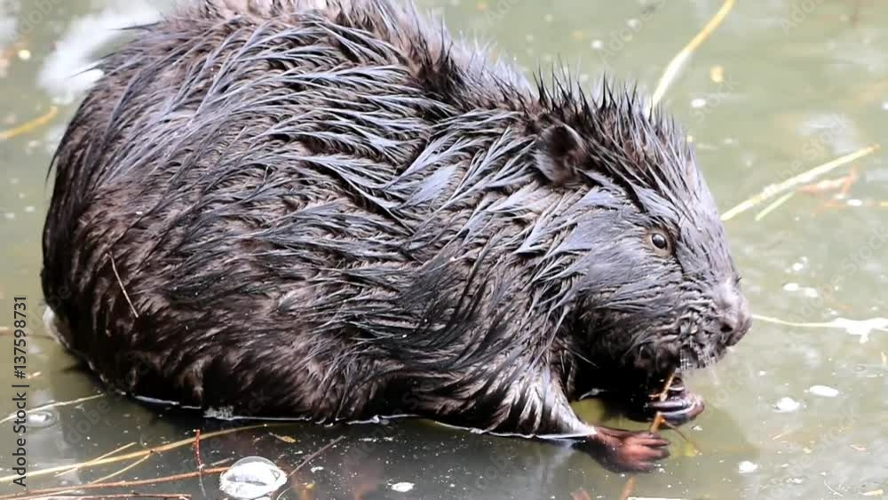 wildlife video of european beaver,Otrokovice,Czech republic