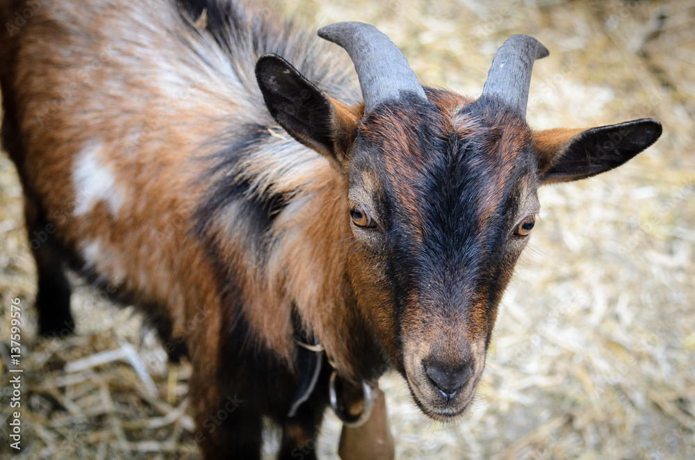 Fototapeta premium The portrait of goat