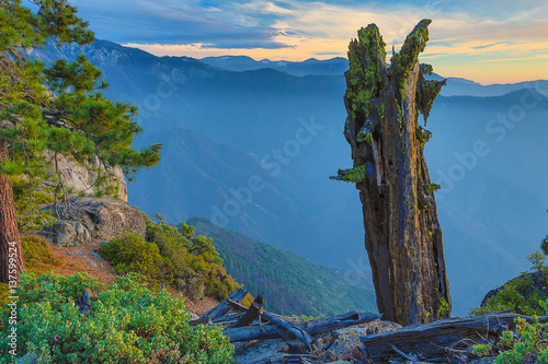 Ancient Sequoia Stump with Moss with Fog Filled Valley © Quattrophotography