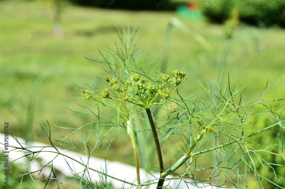 Fototapeta premium Fresh green dill
