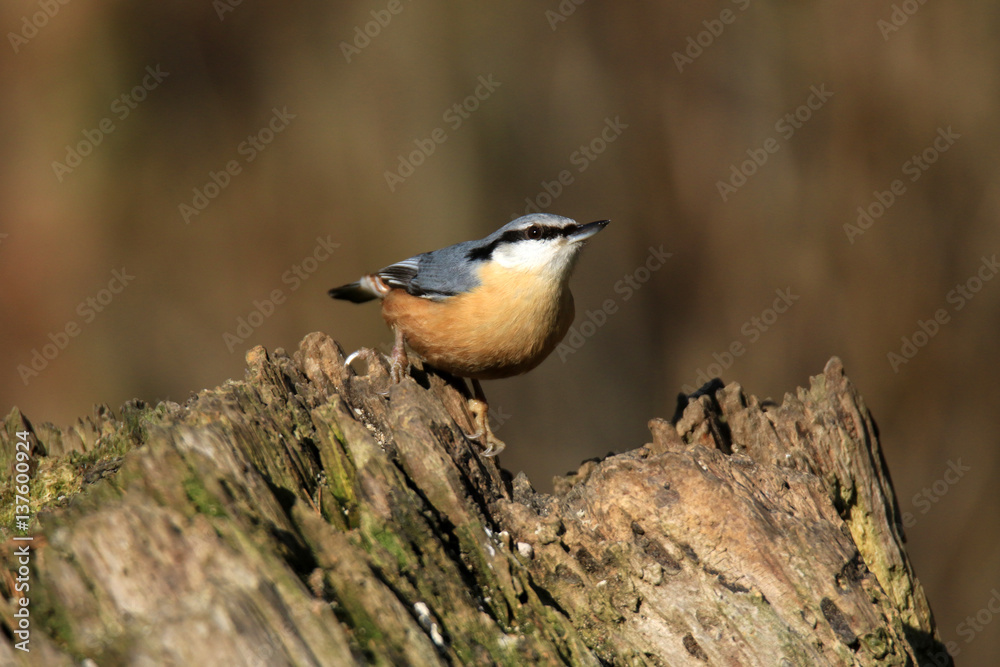Naklejka premium Kleiber