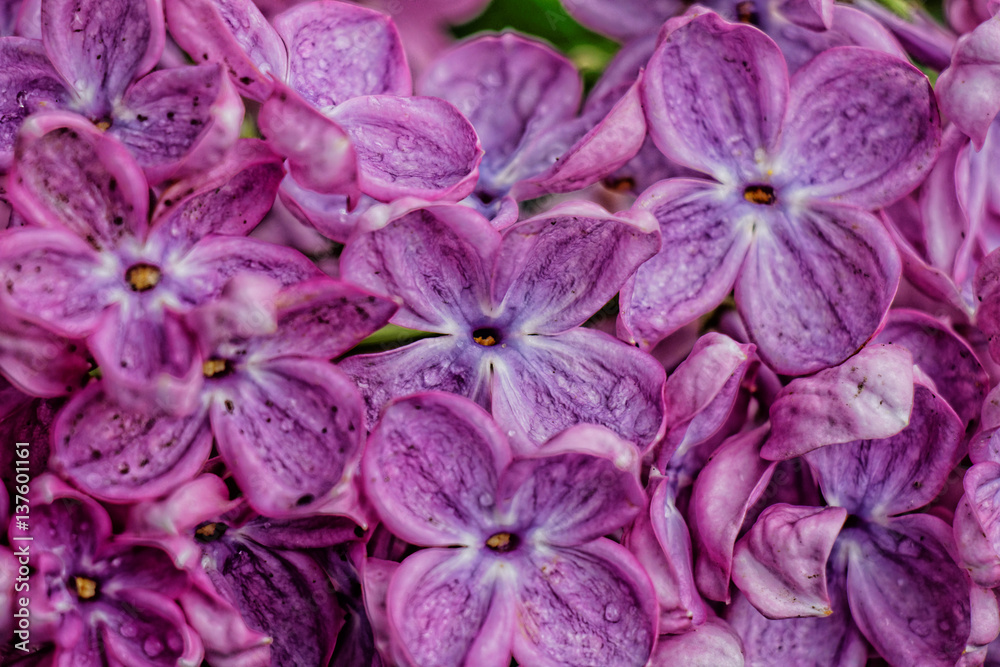lilac bloom in spring Kiev, Ukraine lilac bloom in spring Kiev, Ukraine