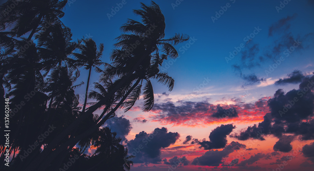 Silhouette of palm tree at beautiful tropical sunset