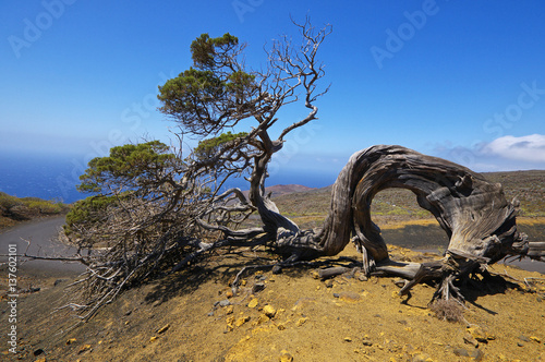 Native tree twisted by the force of wind, Sabinar El Hierro. Canary island, Spain