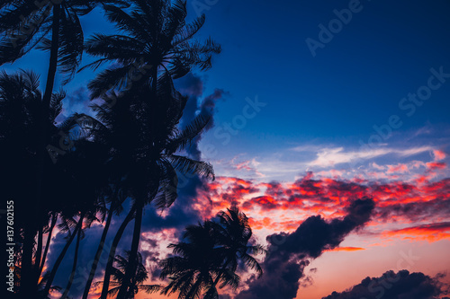 Silhouette of palm tree at beautiful tropical sunset