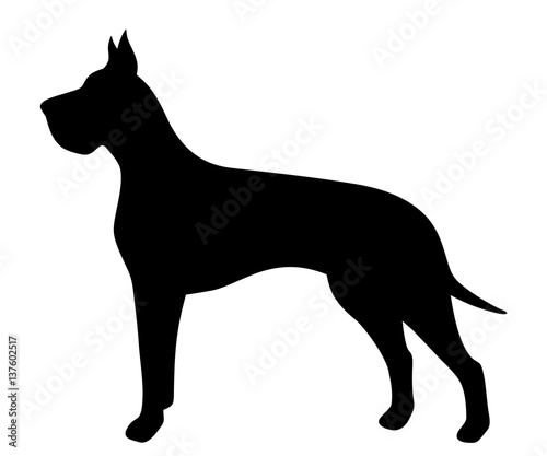 Vector black silhouette of a Great Dane dog isolated on a white background.