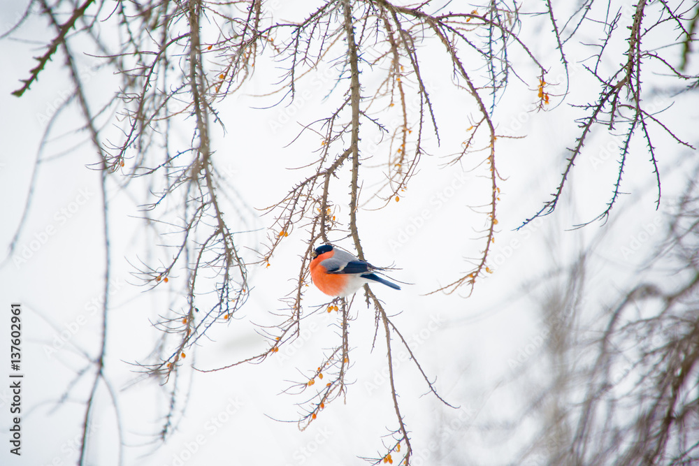 Bullfinch sits on a branch of a tree Bullfinch sits on a branch of a tree