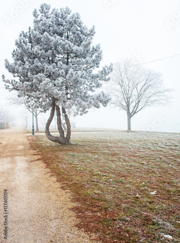 Nice winter scene