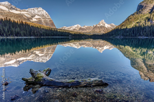 Reflection with a dead tree in the water at lake ohara in yoho national park, British Columbia, Canada.