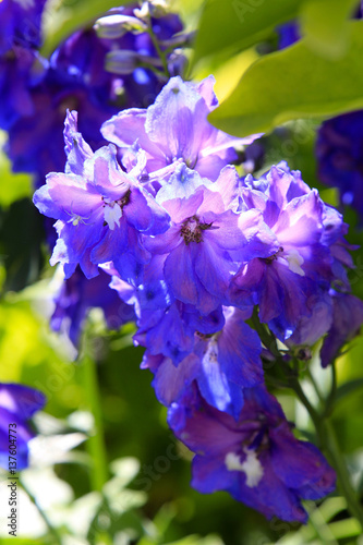 Blooming larkspur  Delphinium