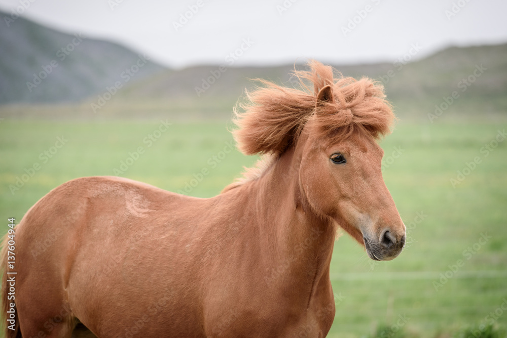 Chestnut horse in a pasture in Iceland Chestnut horse in a pasture in Iceland