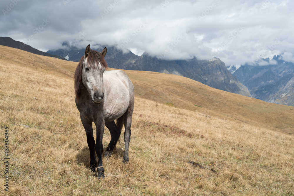 Fototapeta premium Grey horse in the mountains