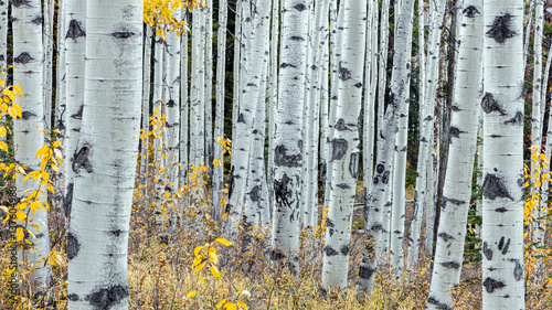 Forest of Aspen trees in jasper national park, alberta, canada. taken with the canon 5dsr camera photo