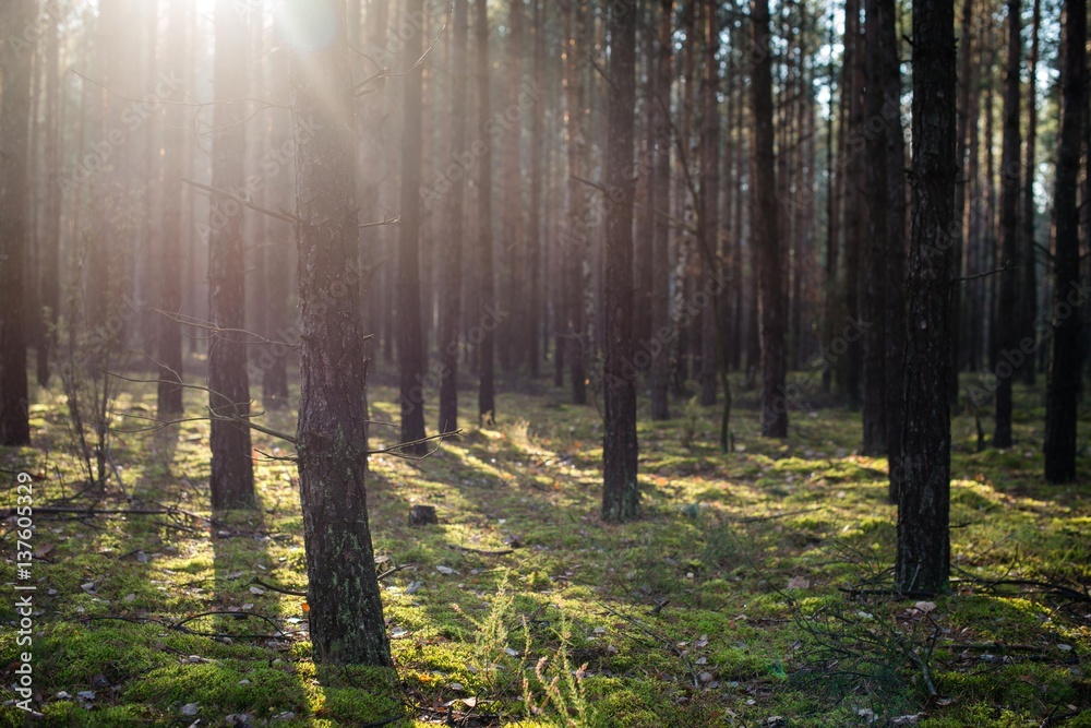 Fototapeta premium las w słońcu