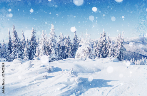 winter landscape trees and fence in hoarfrost, background with s © standret