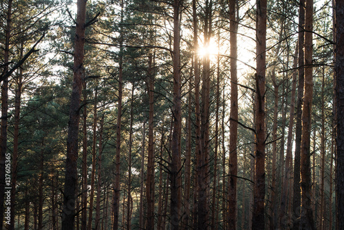 Fototapeta Naklejka Na Ścianę i Meble -  las w słońcu