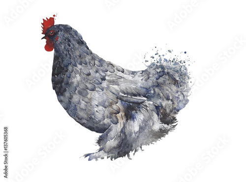 Chicken watercolor painting isolated on white