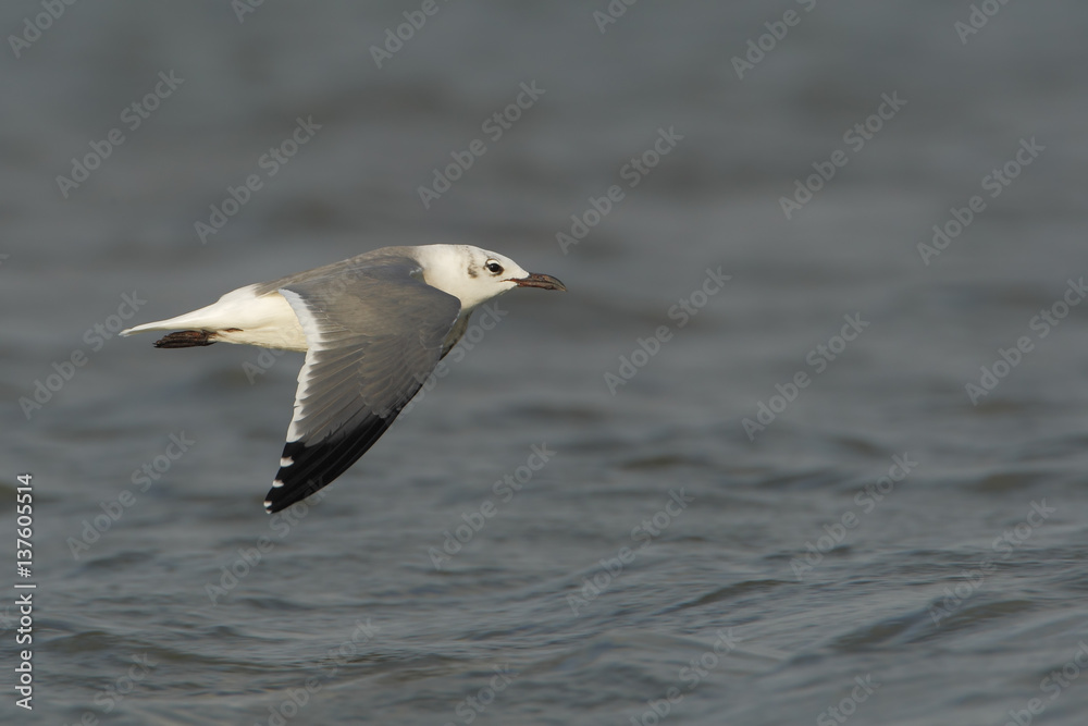 Fototapeta premium Laughing gull (Leucophaeus atricilla) flying, Bolivar peninsula, Texas, USA