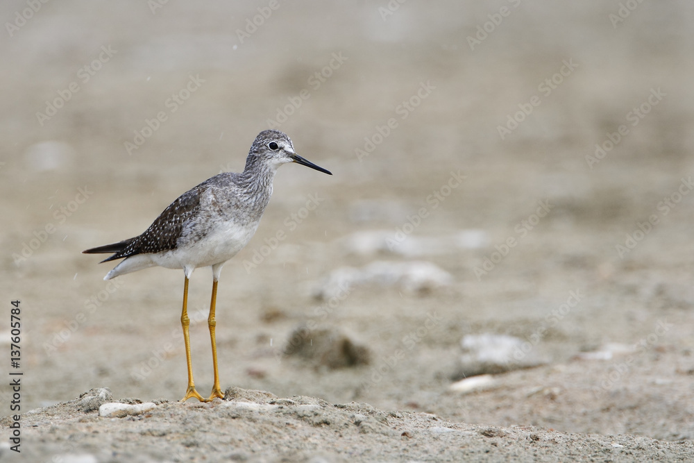 Lesser yellowlegs (Tringa flavipes) standing in water, Guanica Dry Forest, Puerto Rico Lesser yellowlegs (Tringa flavipes) standing in water, Guanica Dry Forest, Puerto Rico