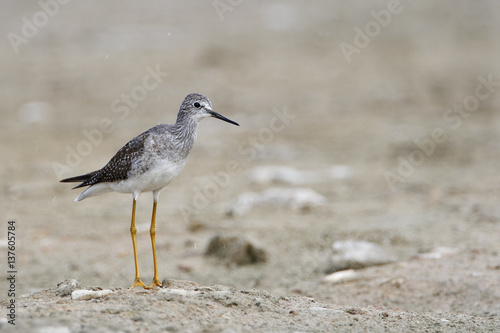 Lesser yellowlegs  Tringa flavipes  standing in water  Guanica Dry Forest  Puerto Rico