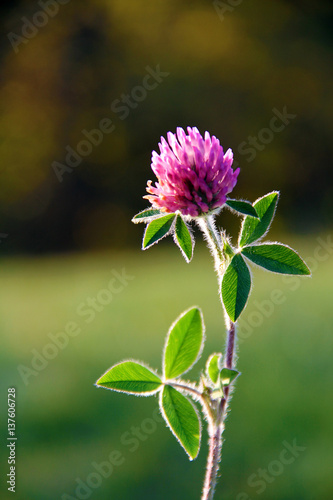 Clover at Sunrise