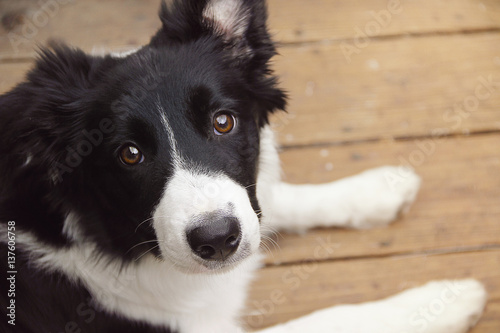Border Collie Portrait