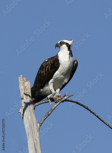 An Osprey (Pandion haliaetus) perched on a dead tree at Ft. Desoto State Park in Tierra Verde, Florida.