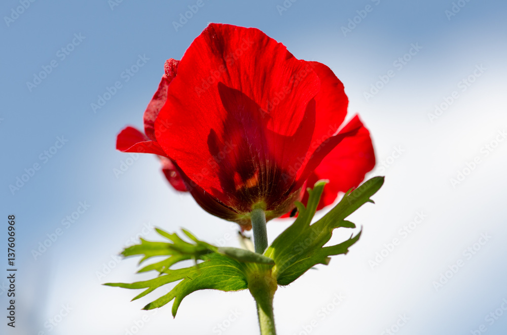 blossoming of red anemone flowers on blue sky background blossoming of red anemone flowers on blue sky background