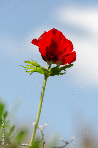 blossoming of red anemone flowers on blue sky background