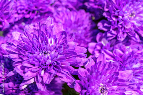 Bright purple chrysanthemum bouquet background summer pattern.