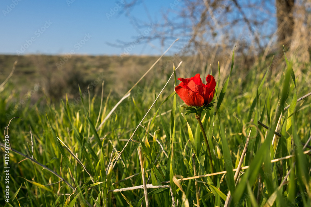Obraz premium blossoming of red anemone flowers on blue sky background