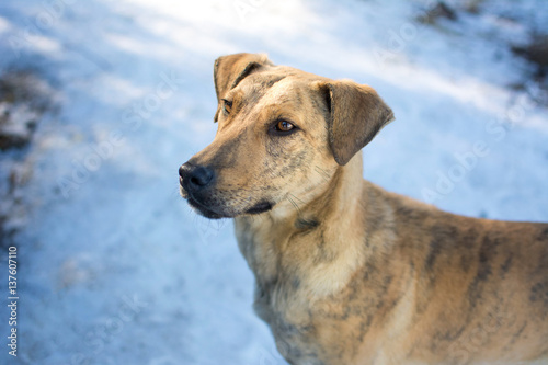 Mix breed dog standing on snow