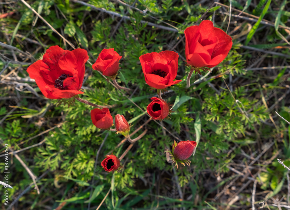 blossoming of red anemone flowers at springtime blossoming of red anemone flowers at springtime