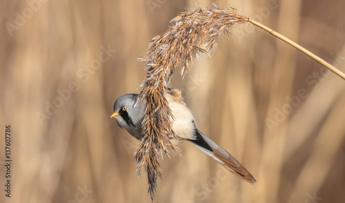 vogel