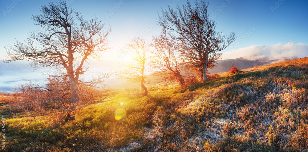 Fantastic sunlight in the morning. fog in the mountain Fantastic sunlight in the morning. fog in the mountain
