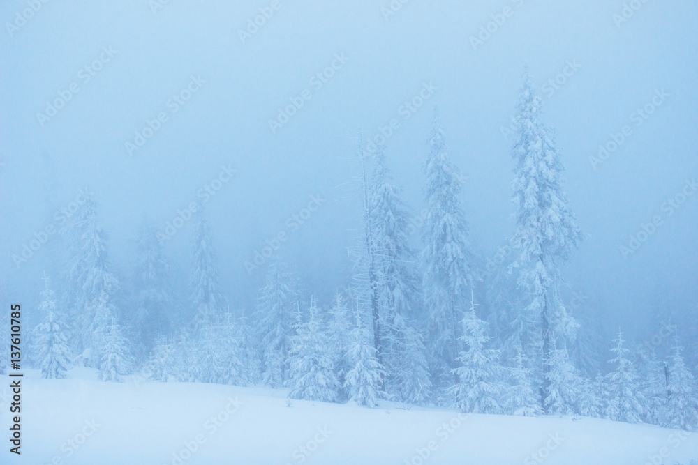 Dense fog in the mountains. Dramatic scene. Magical winter snow 