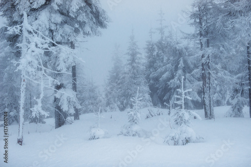 Dense fog in the mountains. Dramatic scene. Magical winter snow  © standret