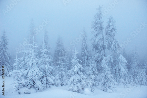 Dense fog in the mountains. Dramatic scene. Magical winter snow 