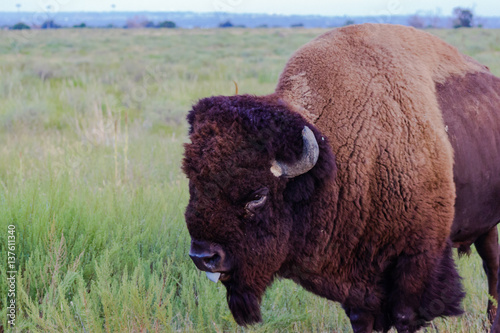 American Bison on the prairie, left side view, tongue out