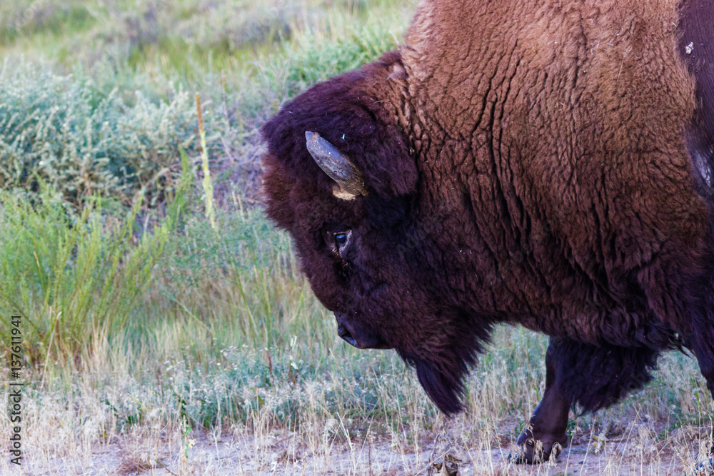 American Bison slowly passing