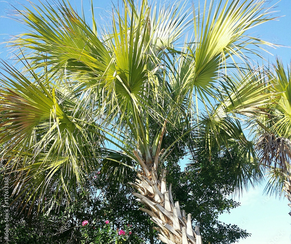 Palm tree crown against blue sky in Florida nature